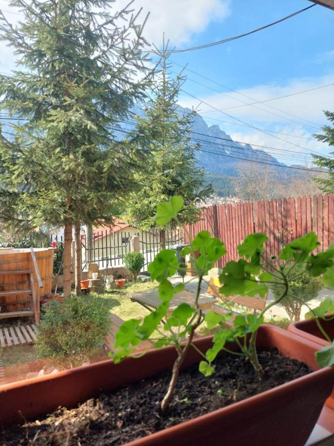 BuşteniMountain View公寓 外观 照片